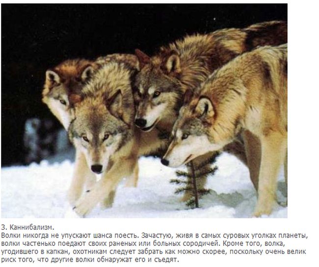 Факты о волках (10 фото + текст)
