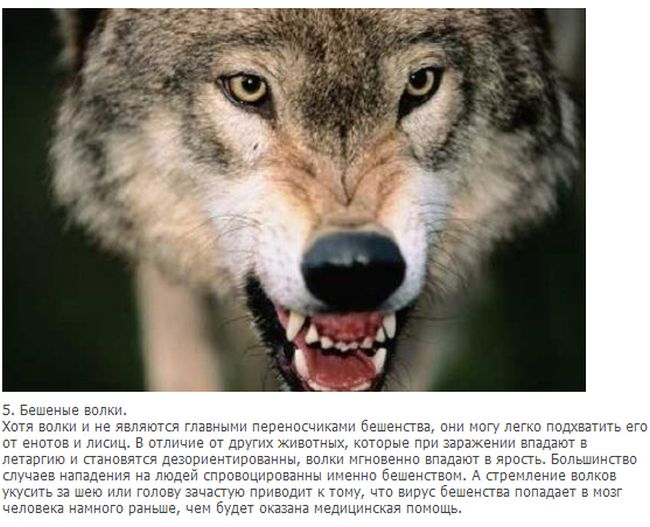 Факты о волках (10 фото + текст)