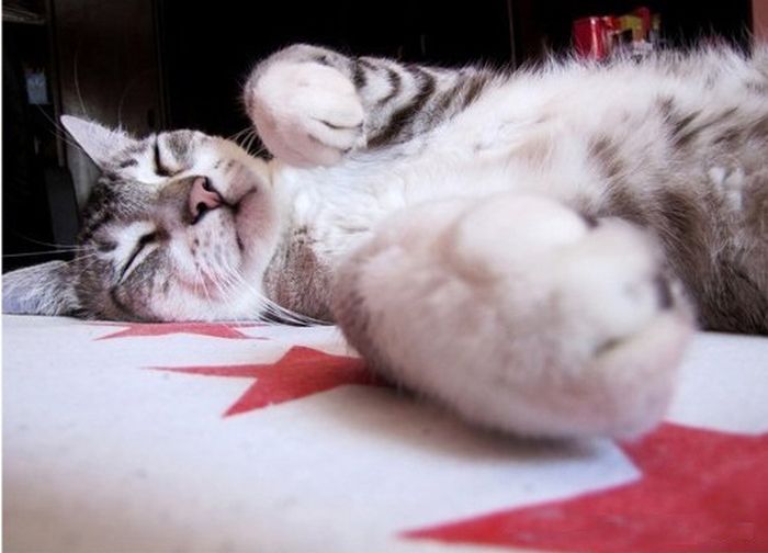Спящие коты (35 фото) » Триникси