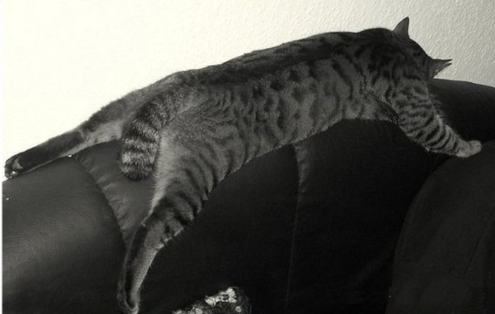 Спящие коты (35 фото)