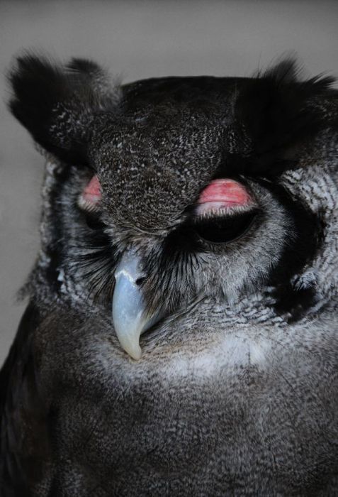Сонные совы (106 фото)