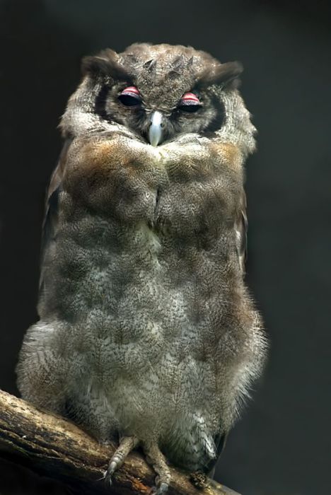 Сонные совы (106 фото)