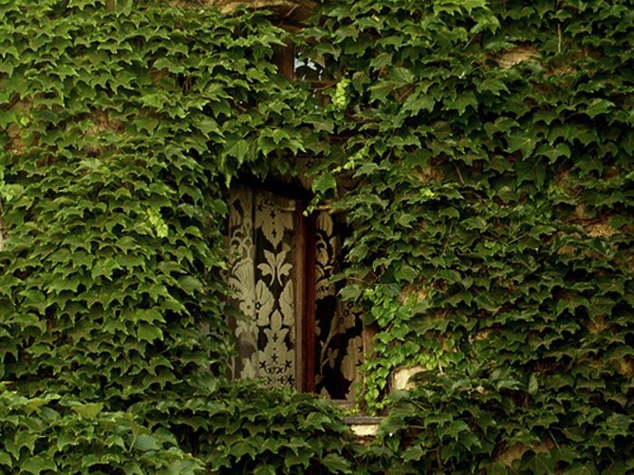Двери, ведущие в Нарнию (20 фото)