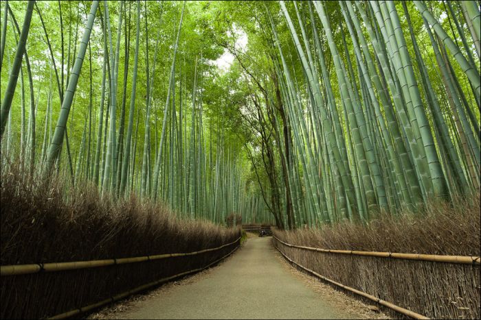Бамбуковый лес (12 фото)