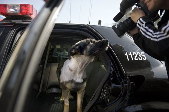 Отважная полицейская собака (22 фото)