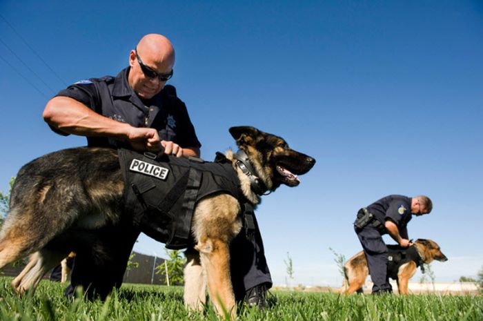 Отважная полицейская собака (22 фото)