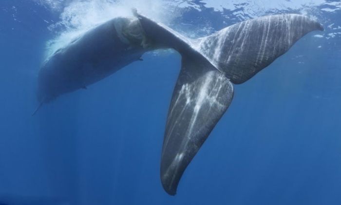 Раненый кит (4 фото)