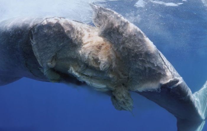 Раненый кит (4 фото)