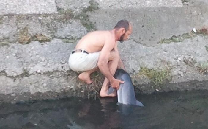 Спасение дельфина в Керчи (7 фото)