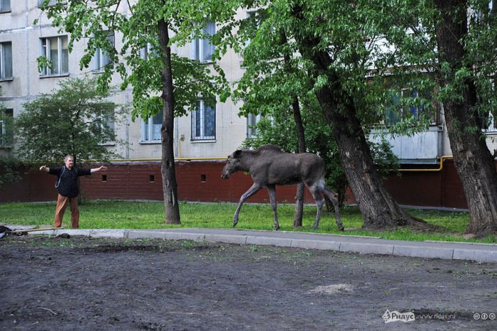 Лоси навестили московский дворик (9 фото)