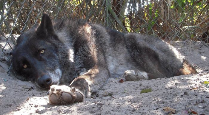 Домашний волк (9 фото)