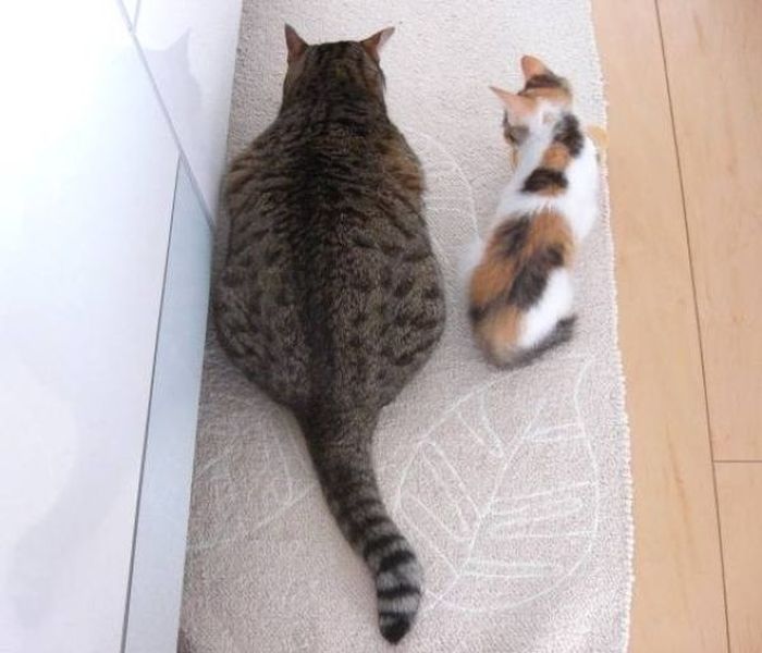 Толстый кот (4 фото)