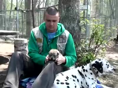 Собака и волчонок (9.2 мб)