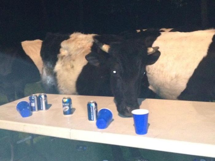 Коровы любят пиво (5 фото)