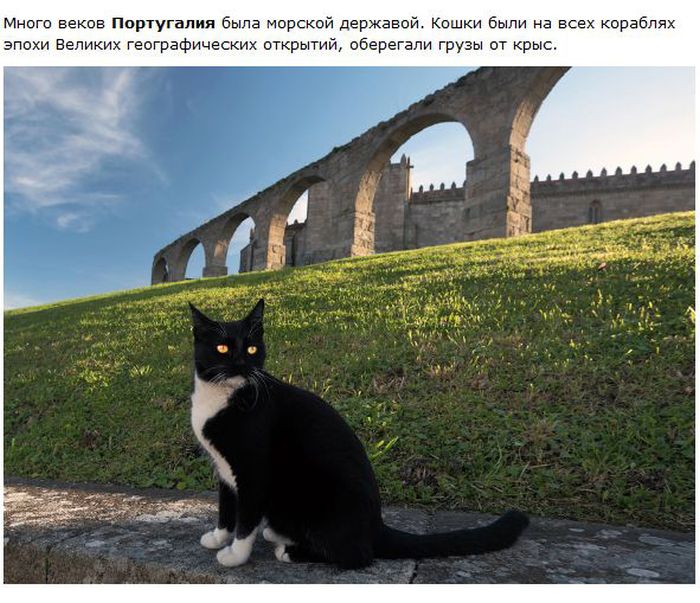 О кошках в разных городах (28 фото)