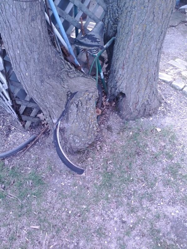 Дерево и велосипед (7 фото)