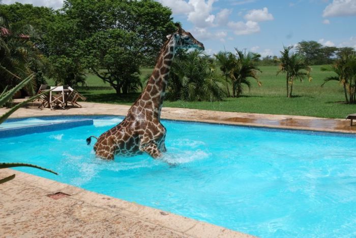 Водные процедуры жирафа (6 фото)
