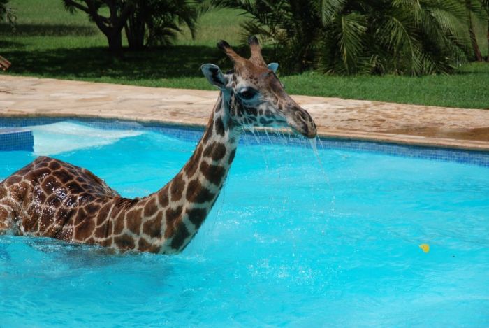 Водные процедуры жирафа (6 фото)