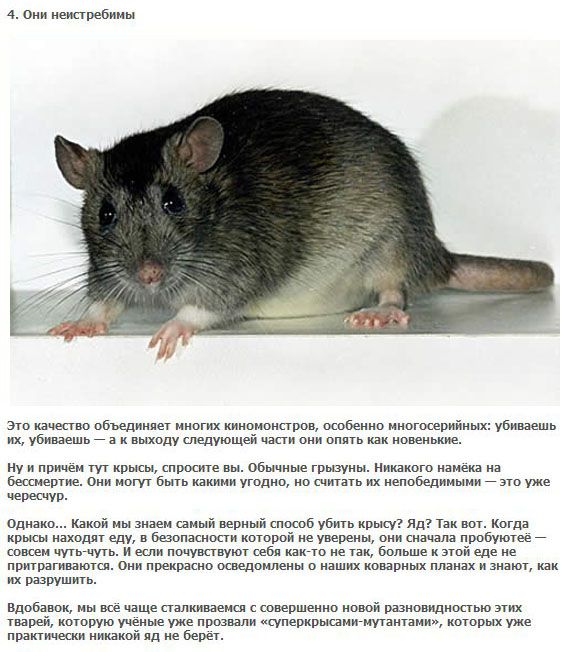 5 пугающих фактов про крыс (5 фото + текст)