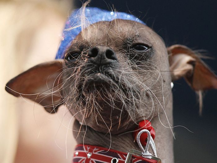 Конкурс на самую уродливую собаку 2012 (16 фото)