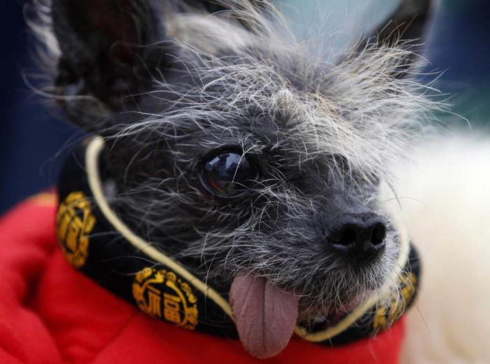 Конкурс на самую уродливую собаку 2012 (16 фото)