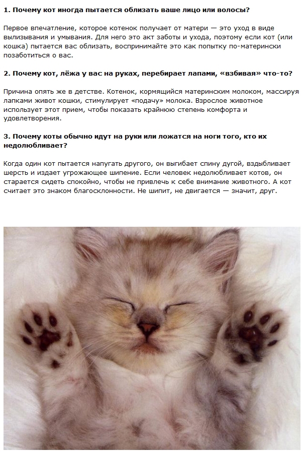 Интересные и правдивые факты о котах (11 фото + текст)