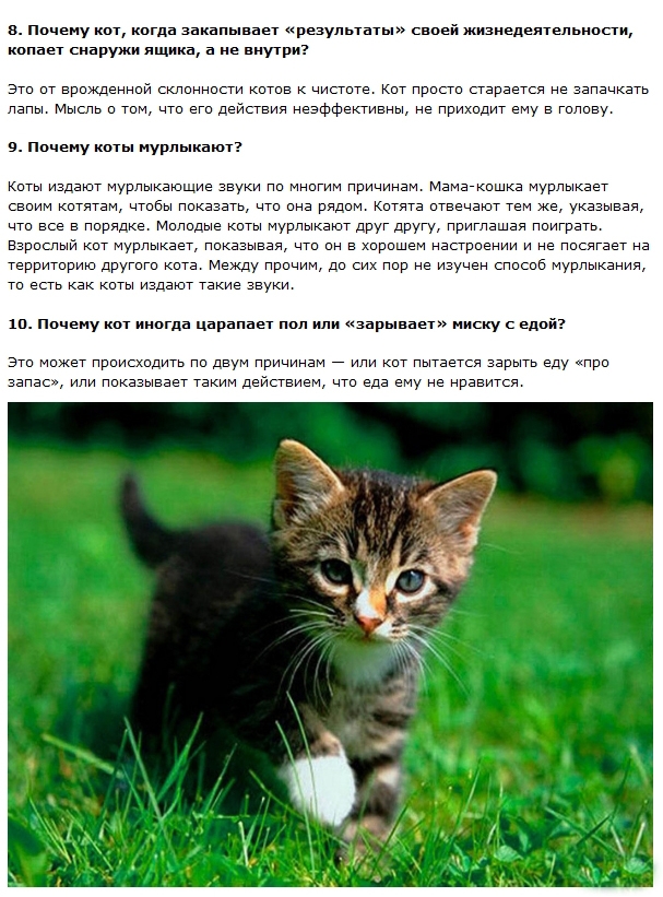 Интересные и правдивые факты о котах (11 фото + текст)