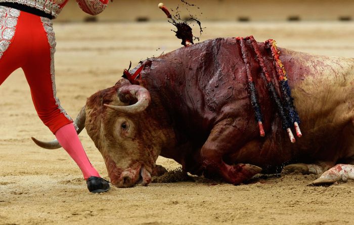 Сан-Фермин - опасный забег с быками (39 фото)