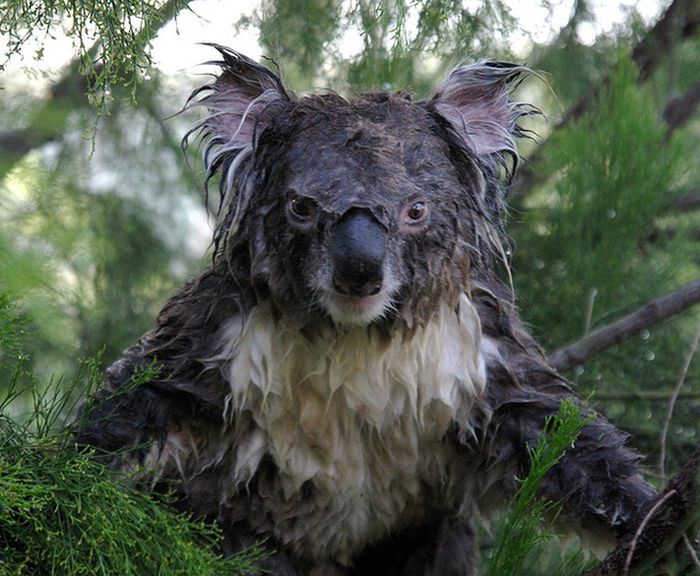 Как выглядит коала без стилиста? (3 фото)