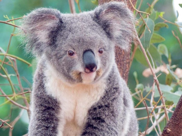 Как выглядит коала без стилиста? (3 фото)
