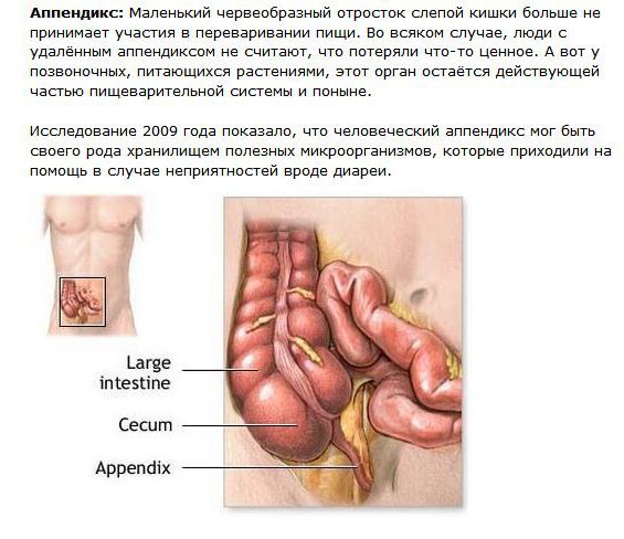 Бесполезные органы человеческого тела (5 картинок + текст)