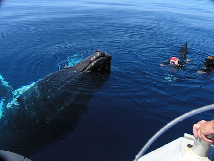 Дайвинг с китами (12 фото)