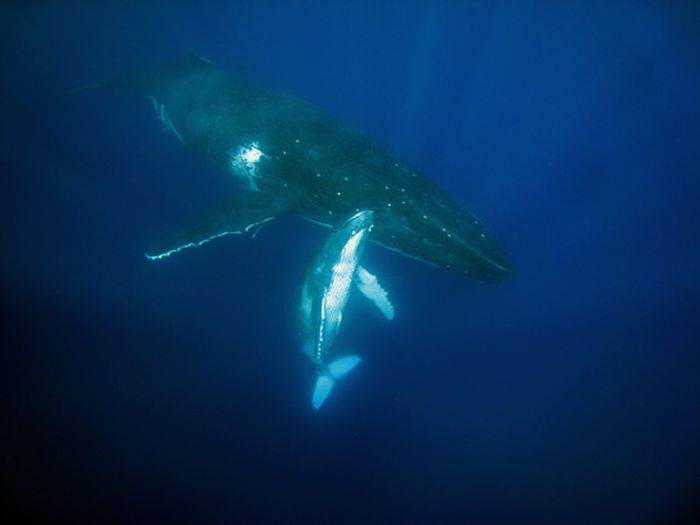 Дайвинг с китами (12 фото)