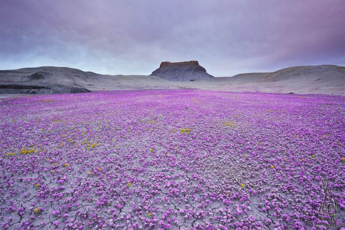 Лучшие снимки природы за 2012 год (48 фото)