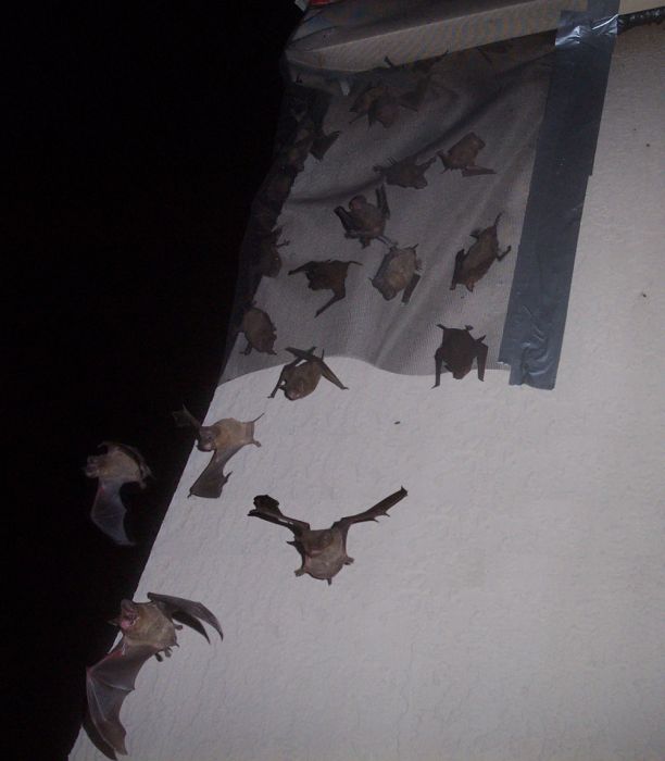 Летучьи мыши захватывают жилые помещения и дома (26 фото)