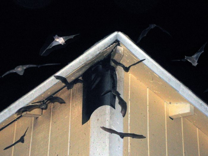 Летучьи мыши захватывают жилые помещения и дома (26 фото)