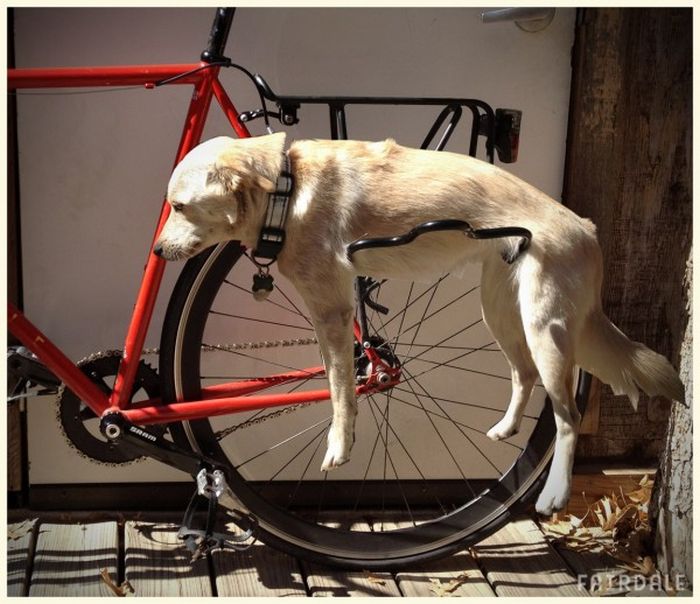 Багажник на велосипеде для собаки (4 фото)