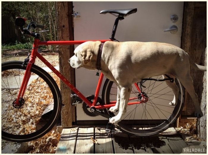 Багажник на велосипеде для собаки (4 фото)