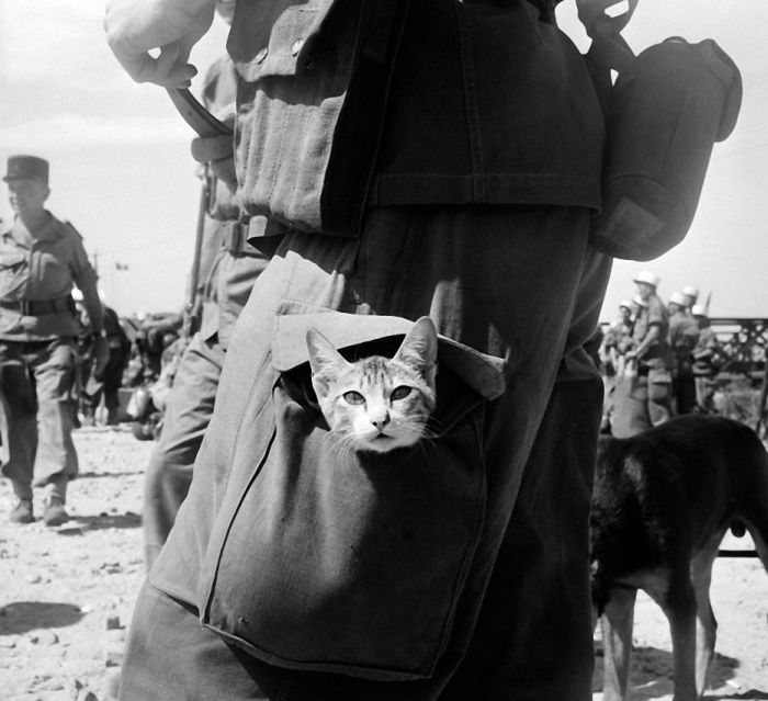 Коты, прошедшие войну со своими хозяевами (30 фото)