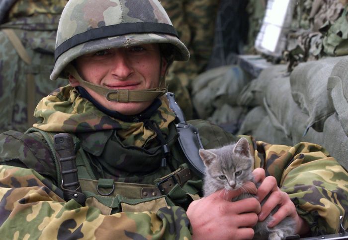 Коты, прошедшие войну со своими хозяевами (30 фото)