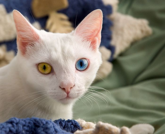 Коты с разноцветными глазами (60 фото) » Триникси