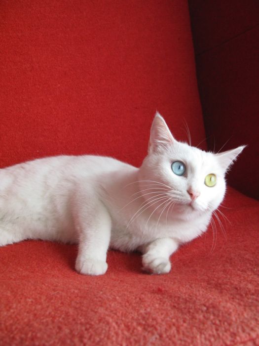 Коты с разноцветными глазами (60 фото)