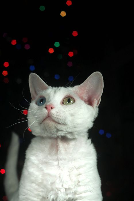 Коты с разноцветными глазами (60 фото)