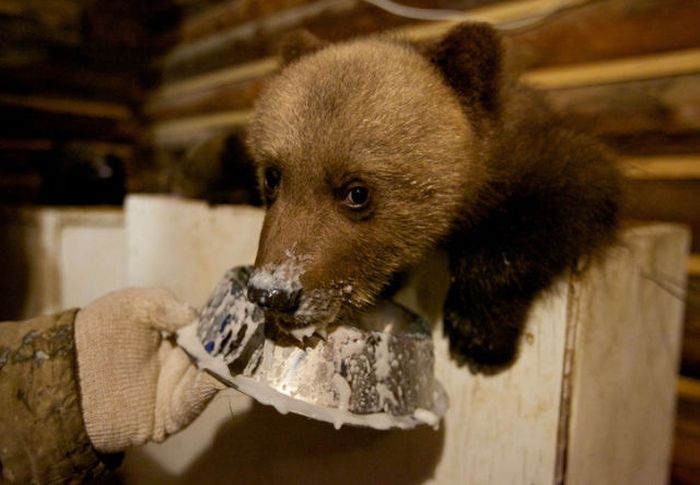 Бывший охотник теперь спасает медведей (16 фото)