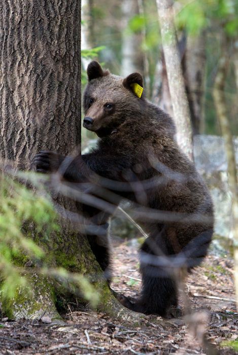 Бывший охотник теперь спасает медведей (16 фото)