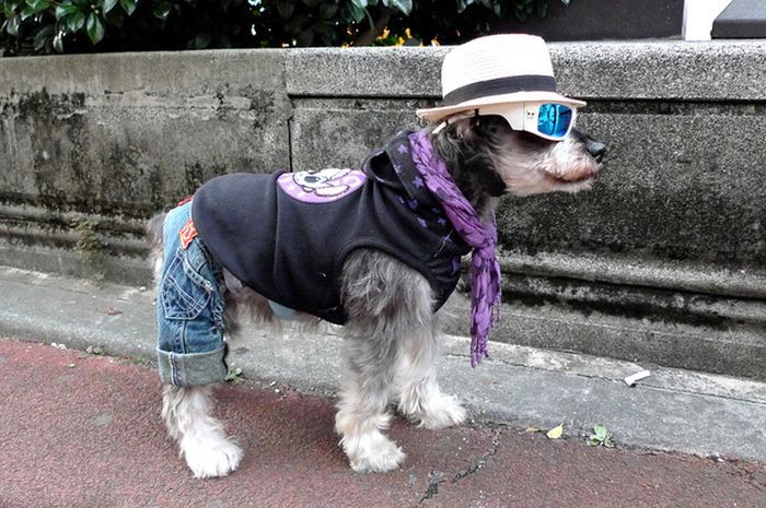 Креативная мода для стильных собак (50 фото)