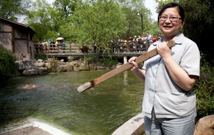 Как чистят зубы бегемоту в шанхайском зоопарке (5 фото)