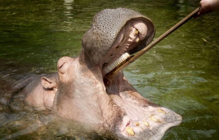 Как чистят зубы бегемоту в шанхайском зоопарке (5 фото)