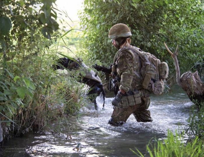 Преданные собаки на службе армии (69 фото)