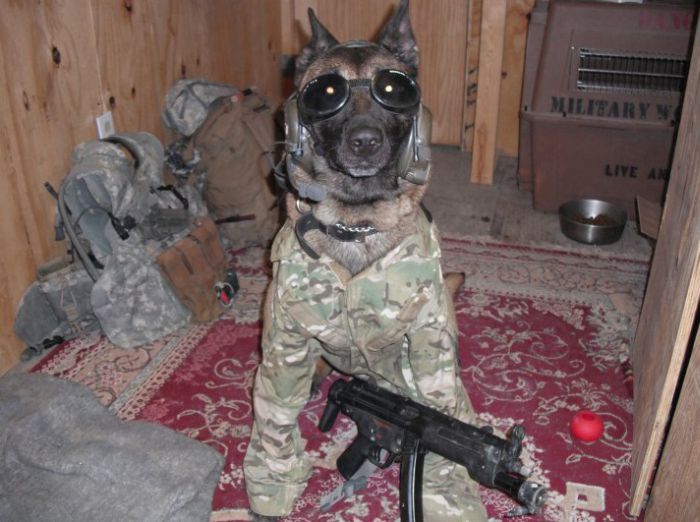 Преданные собаки на службе армии (69 фото)